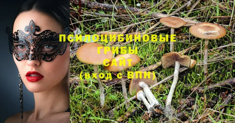 блэк спрут ТОР  Аша  Галлюциногенные грибы Cubensis 